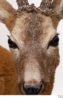 European roe deer head nose 0001.jpg